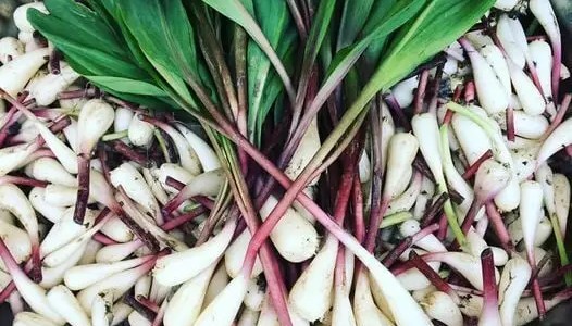 Wild Ramps