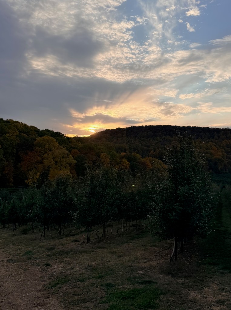 Sunset over a vineyard with rows of trees in the foreground and hills in the background, under a partly cloudy sky.